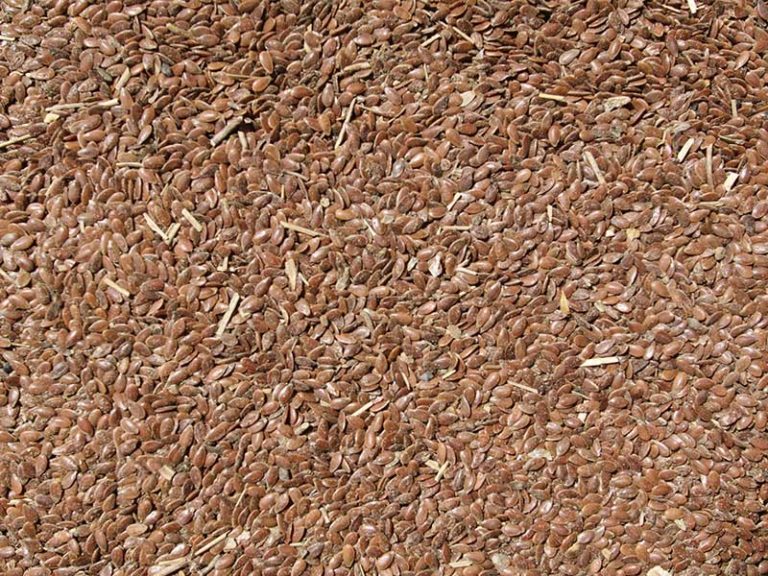 GRANULÉ PULPE DE BETTERAVE AGRI HORSE DH