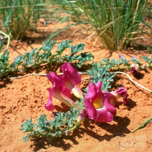 HARPAGOPHYTUM