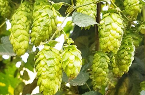 HOUBLON