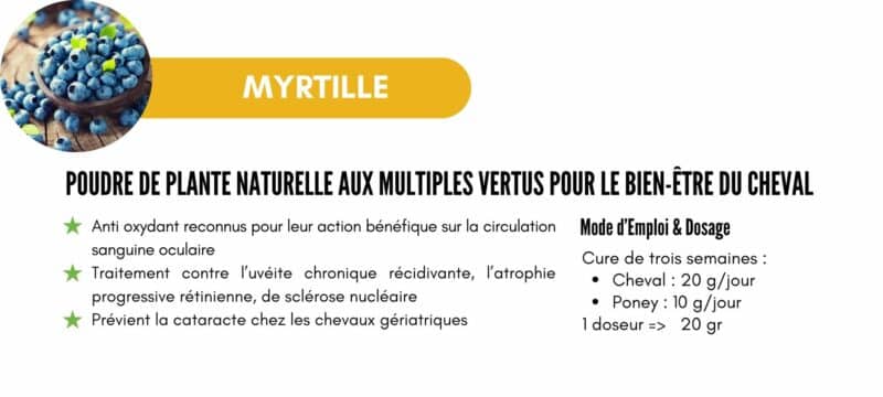 Myrtille